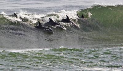 Dolphins surfing De K_MG_4702-1.jpg