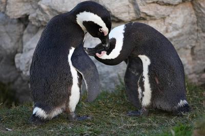 Jackass penguins preening Bettys Bay_T0L0074.jpg