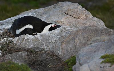 Sleepy Jackass penguin_T0L0051.jpg