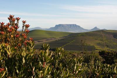 Table Mountain and proteas_MG_4823.jpg