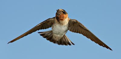 Cliff swallow brings bugs to nestlings_T0L0042 rsz 800 pano.jpg