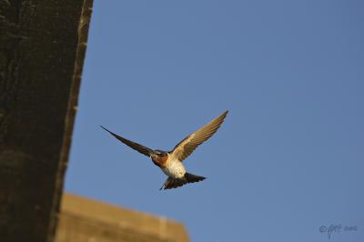 Cliff swallow with bugs approaching nest_T0L0134.jpg