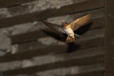 Cliff swallow with bugs under eaves_T0L0148.jpg