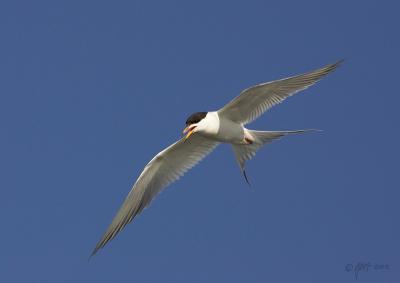 Forsters tern rsz_T0L5103.jpg