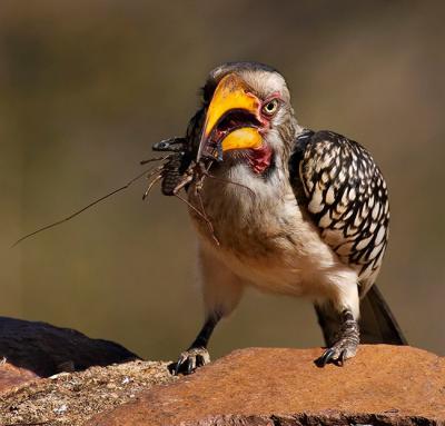 Yellow billed hornbill with lunch_T0L3387-1.jpg