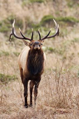 Tule elk grimace_T0L5364 rsz.jpg