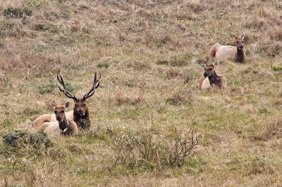 Dominant bull elk with part of harem _T0L5334.jpg