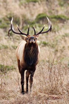 Tule elk grimace_T0L5364 rsz 650.jpg