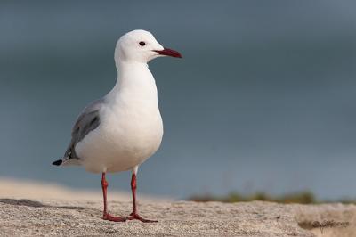 Hartlaubs gull_MG_4621 rsz 650.jpg