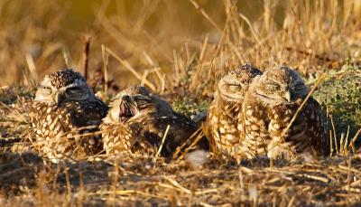 Burrowing owl yawn_T0L5567_2.jpg