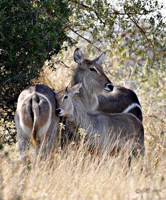 Waterbuck cow and calf_T0L2782 rsz 650.jpg