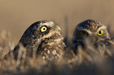 Burrowing owl looking for hawks_T0L5748.jpg