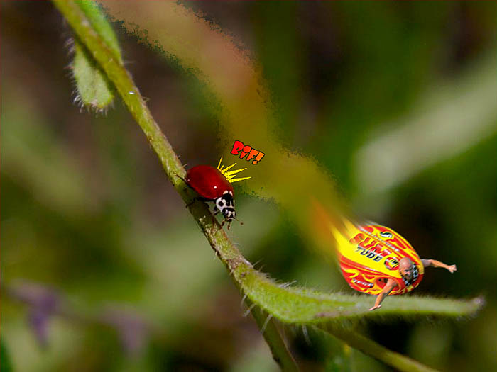Lady Bug Tag.jpg