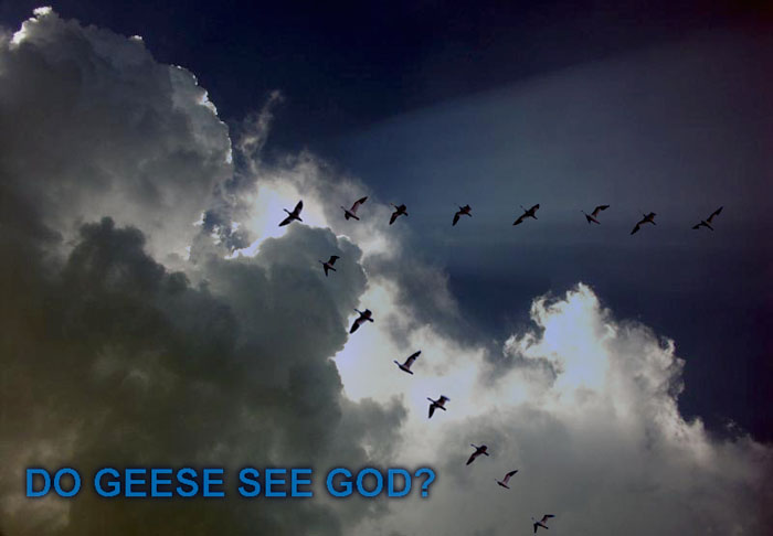 Geese.jpg