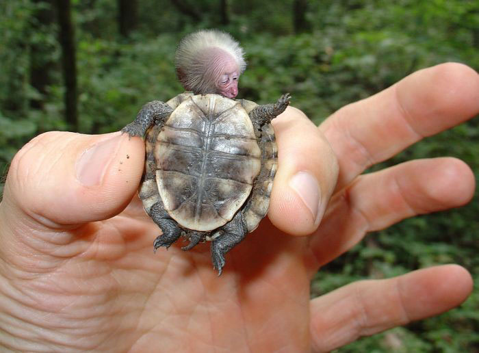 Turtle-Macaque.jpg