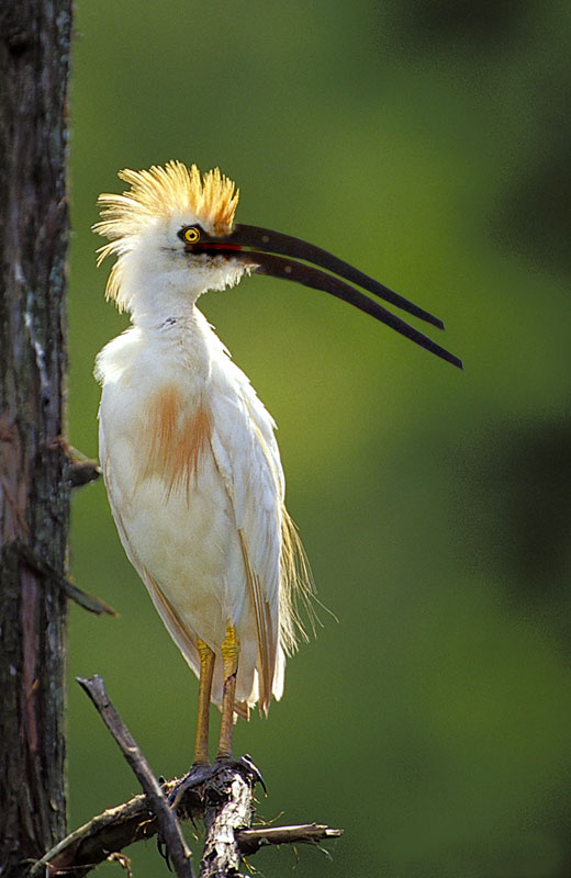 Bird-Beak.jpg