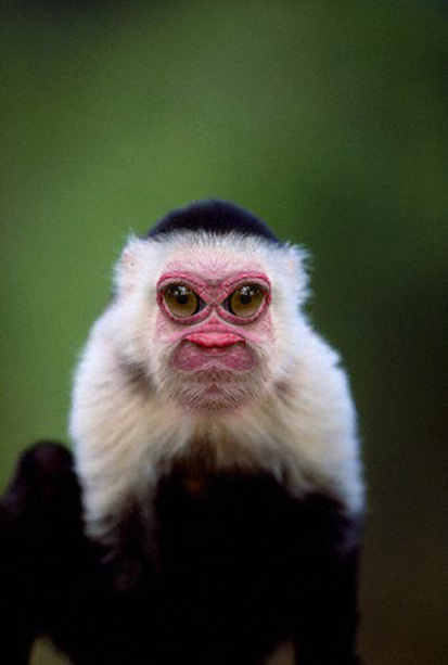 Ostrich-Monkey-combo.jpg