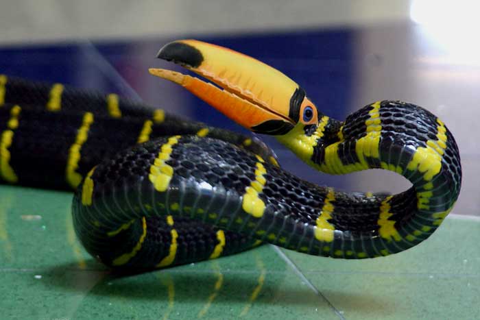 Toucan-Mangrove.jpg