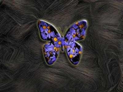 Daisy-Butterfly.jpg