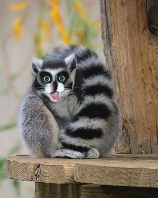 Lemur-Housecat-combo.jpg