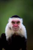 Ostrich-Monkey-combo.jpg