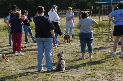 Border Terrier Earth Dog Trials -Day 2