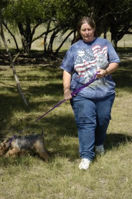 Border Terrier Earth Dog Trials -Day 2