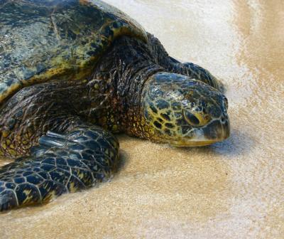 Green Turtle