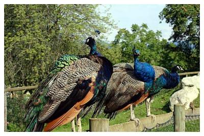 Tierpark Herberstein