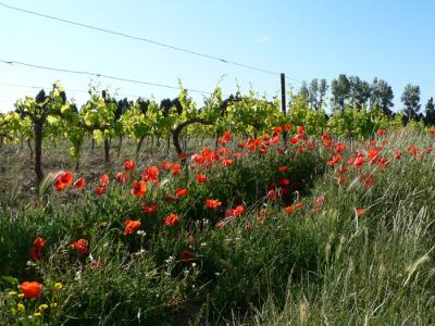 l'Escarrat vineyard & Poppies