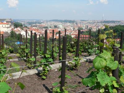 View including monastery vinyard