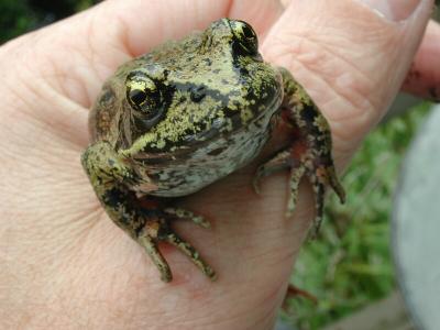 Red-legged Frog -  In early summer we are treated to a nightly chorus  of frogs