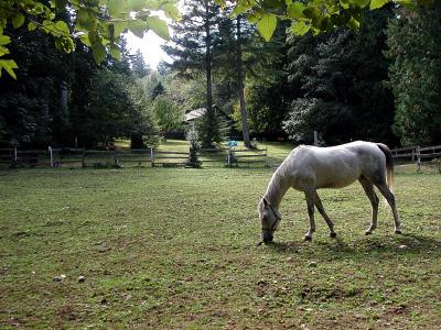Shadow - Next door neighbor's horse, who helps mow our paddock
