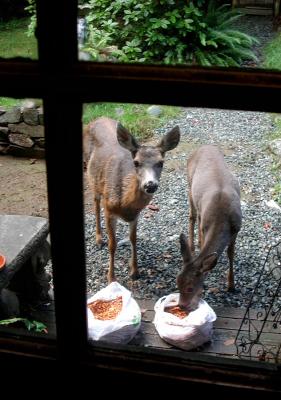 Cider pressings for the chickens - What ? Who're these guys?