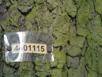 numbered tree