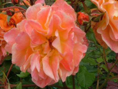DSCF7946.JPG