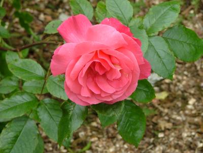 DSCF7977.JPG