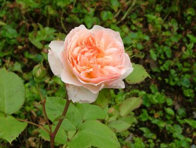 DSCF7979.JPG