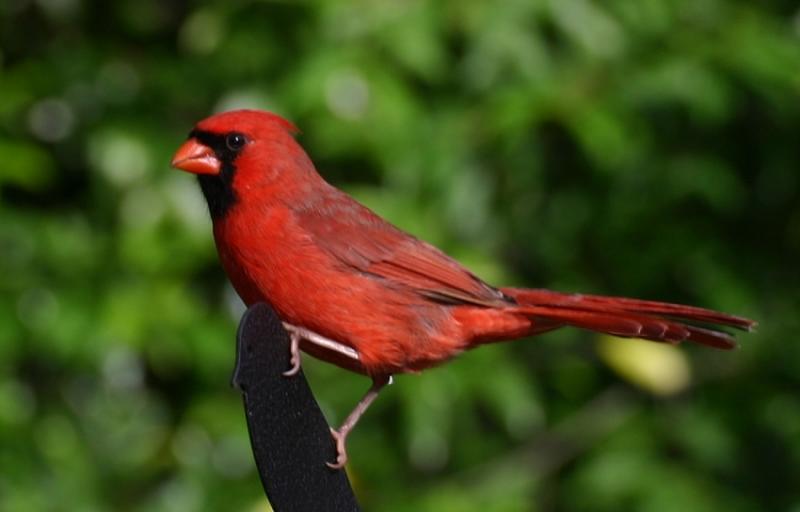 IMG_6246cardinal8X6.jpg