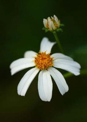 BA9B6809flower.jpg