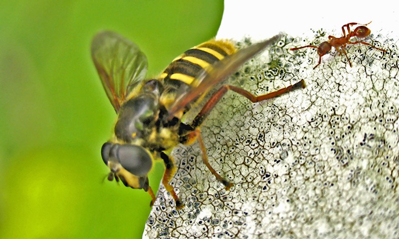 hoverfly and ant on centuries old  gravestone

Glendalough