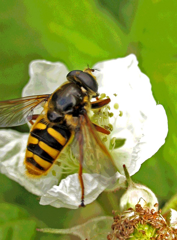 hoverfly on a flowering  blackberry bush