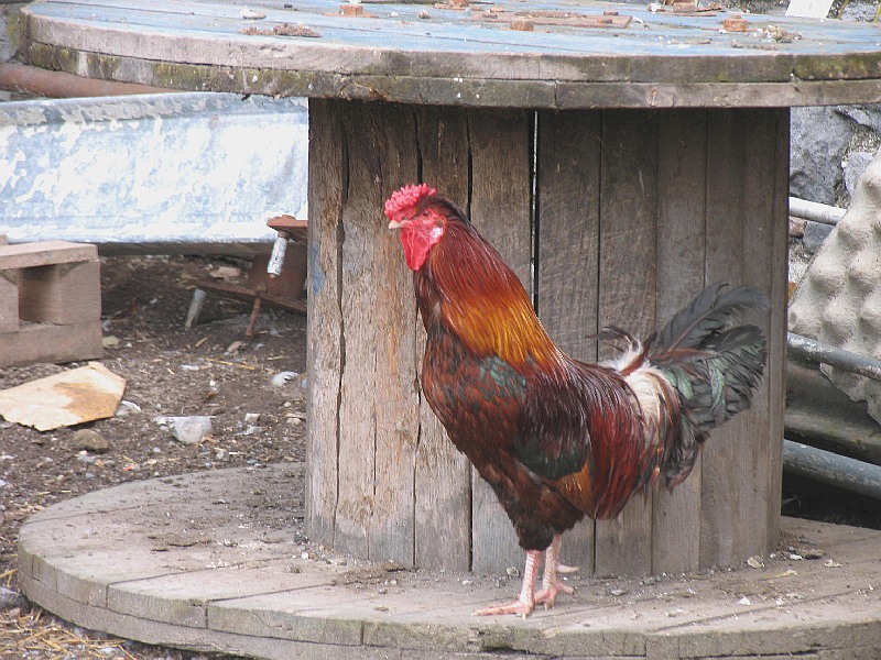 cock of the morning
 Carlow rooster