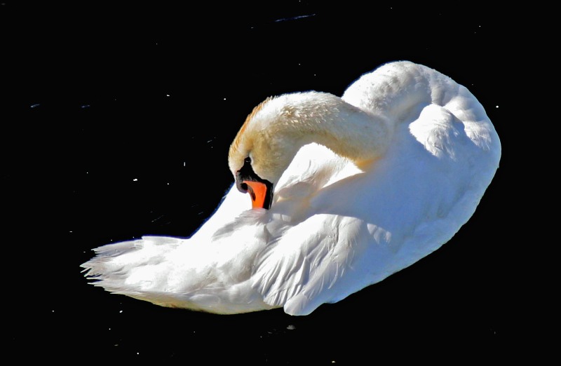 peace swan floating among  the stars

photograph taken from high stone bridge above a wide river
 town nearby