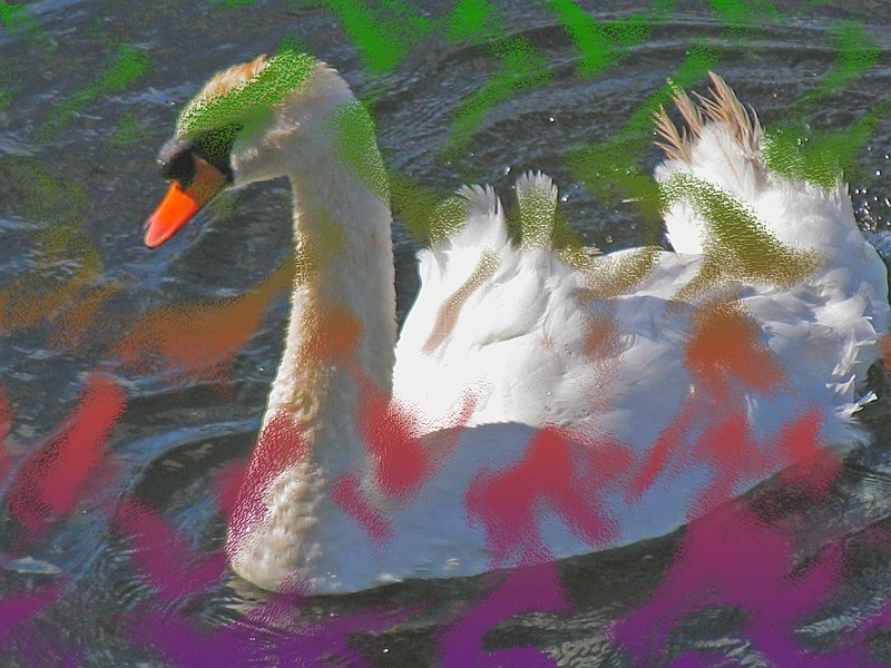 graffiti swan