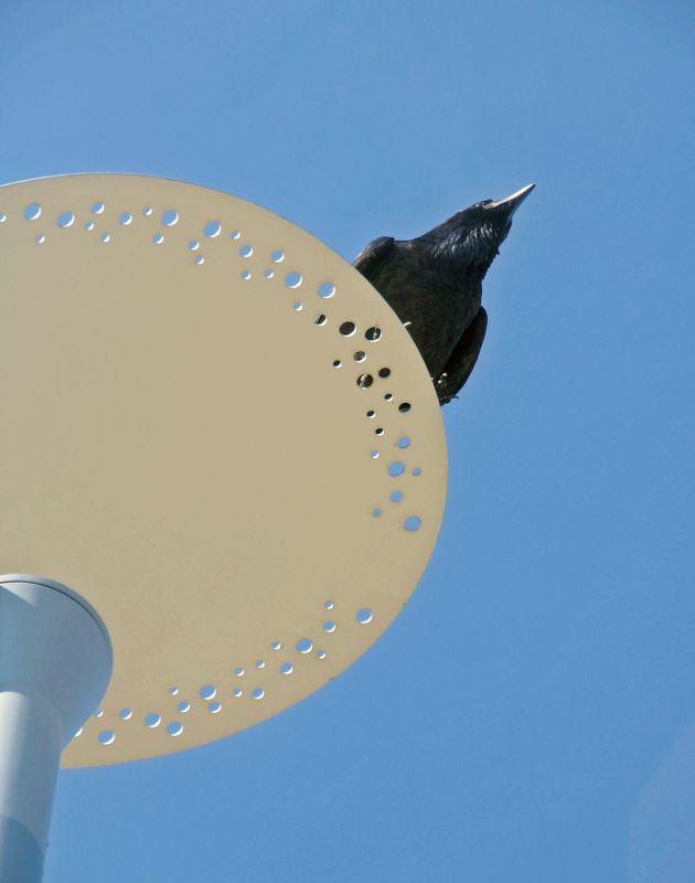 blackbird on a tray