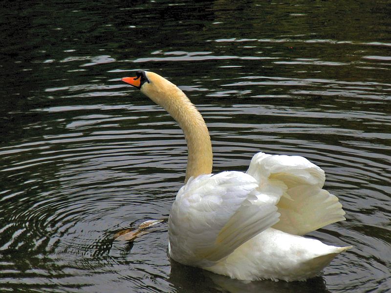 swan lake

locally