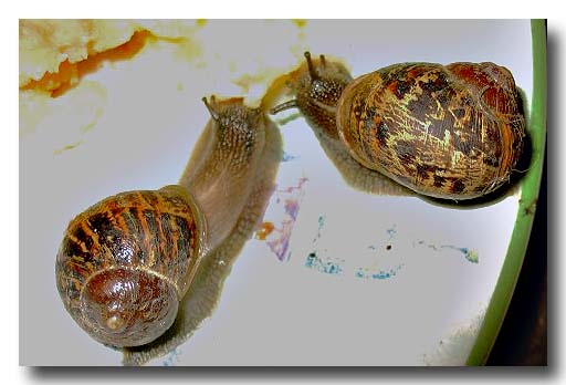  snails together

found them outside on the dog's dinner plate late at night
