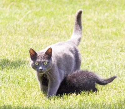 momma-moving-scared-blk-kit.jpg
