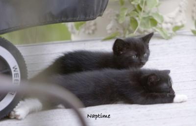 naptime_IMG_2526-copy.jpg